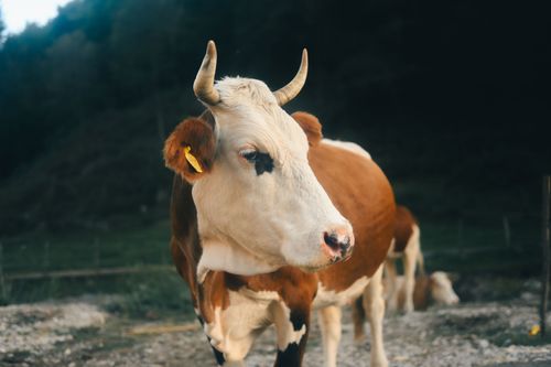 Free Close-up of a brown and white cow with horns and a yellow ear tag in a rural field. Stock Photo