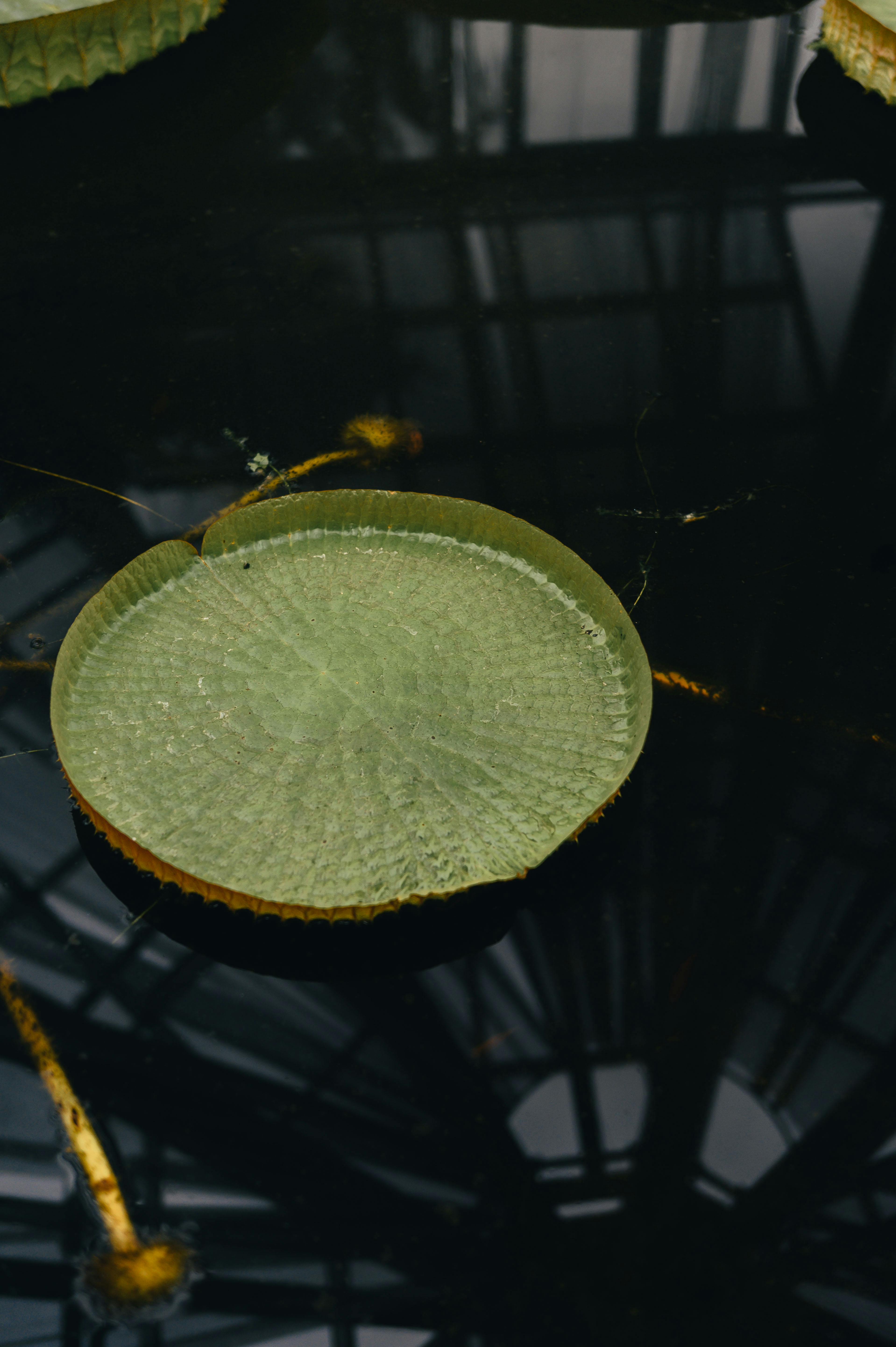 Gratis Ninfea Serena In Uno Stagno Riflettente Foto a disposizione