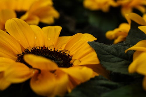 無料 黄色い花のセレクティブフォーカス写真 写真素材