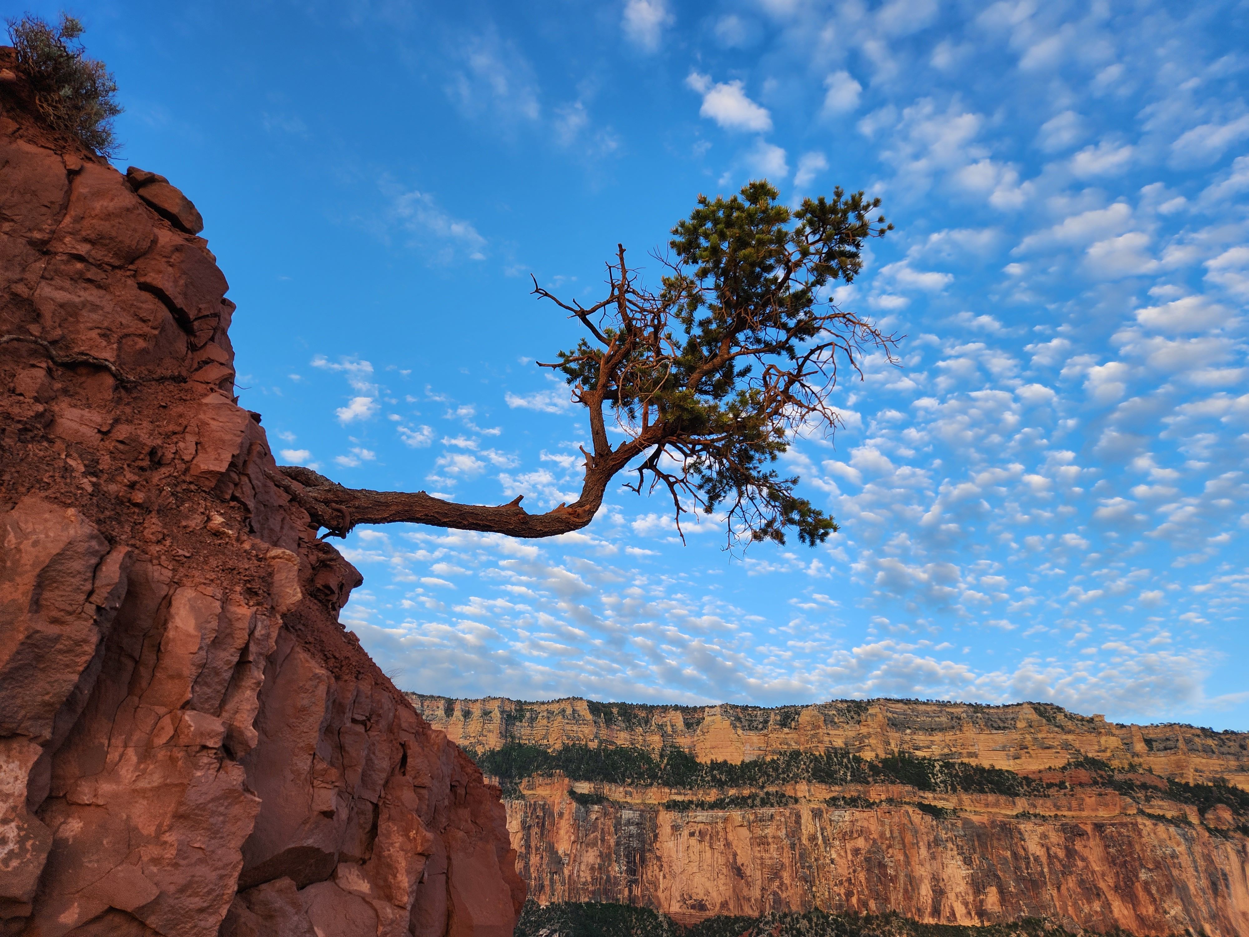 Majestic Lone Tree on Cliffside at Sunrise · Free Stock Photo