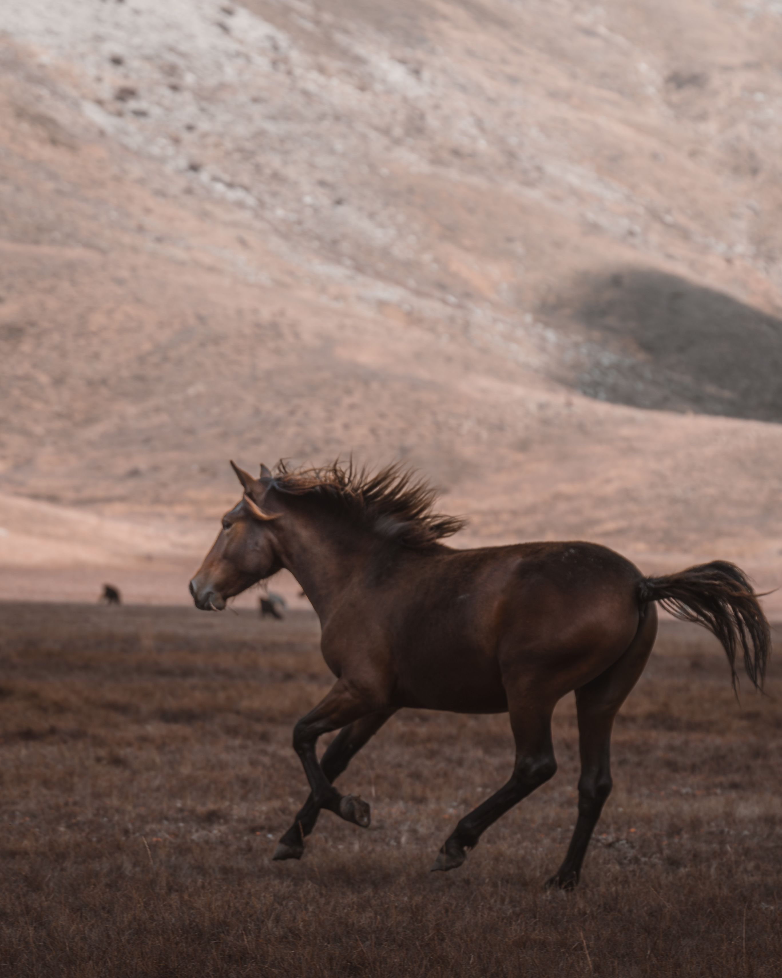 Wild Horses