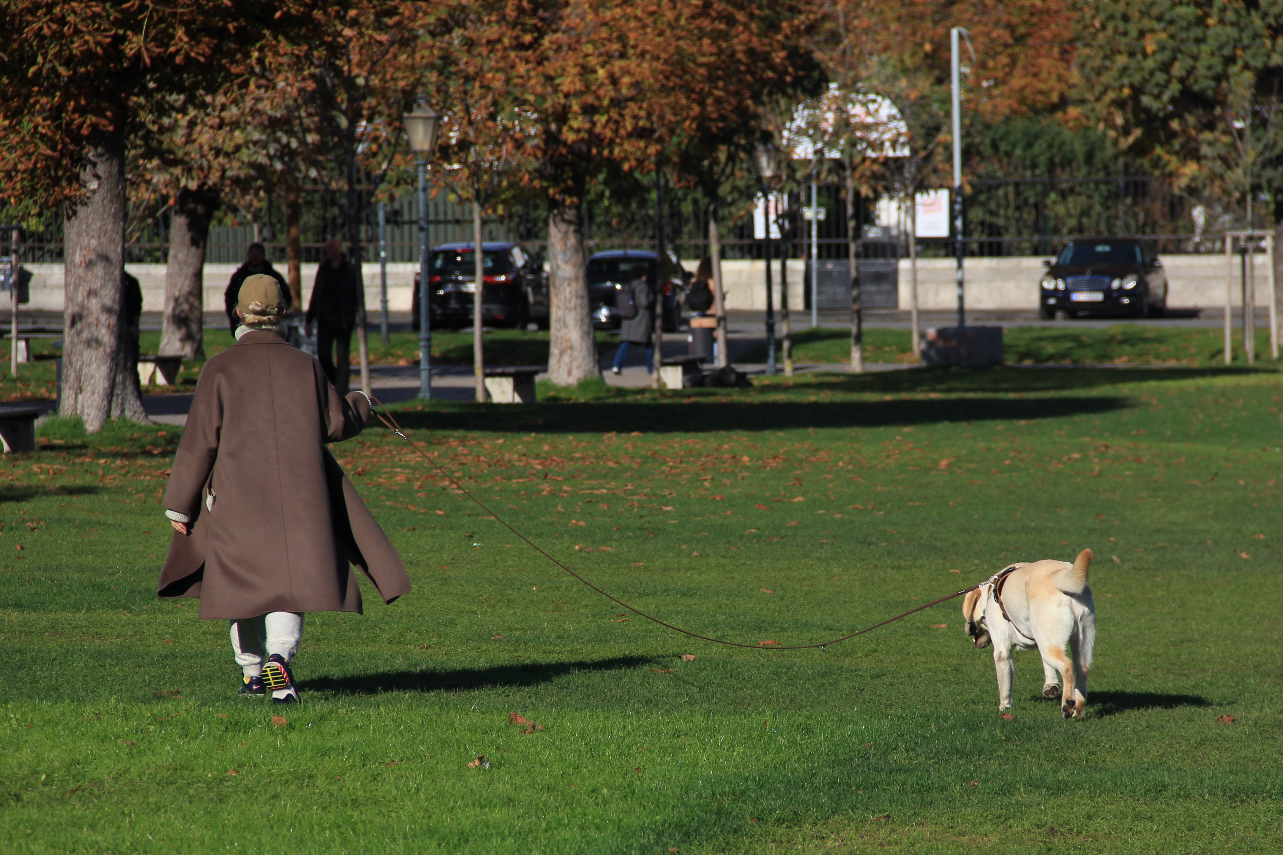 Dogs as Lifestyle Companions: What This Means for Brands &amp; Retailers — Photo by beijia MAO on Pexels