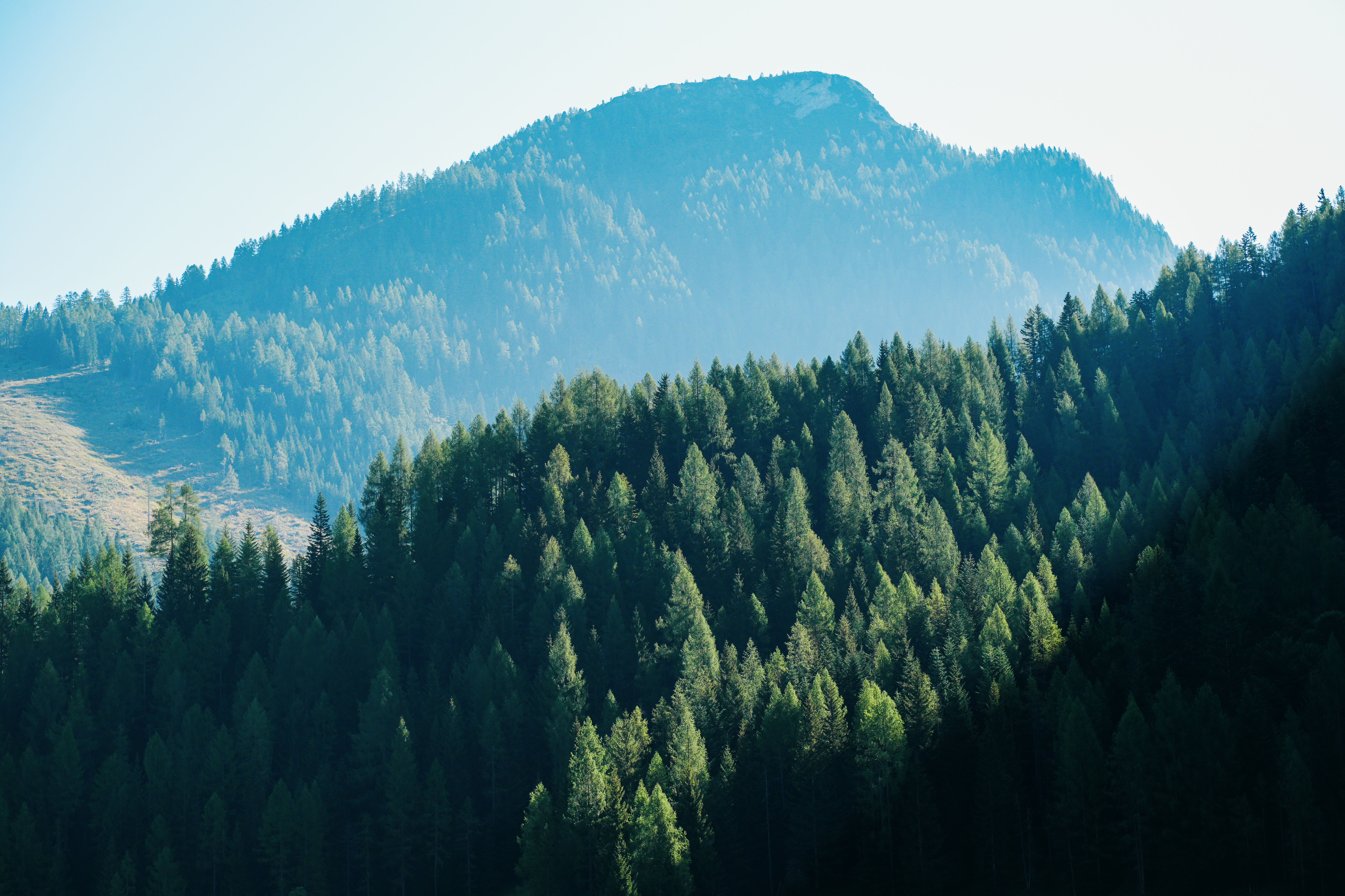 Scenic View of Lush Alpine Forests and Mountains · Free Stock Photo