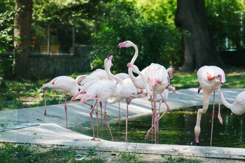 Free A vibrant display of flamingos gathered by the water in sunny Belgrade Zoo. Stock Photo