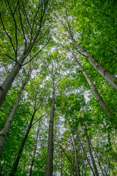 Free View of tall trees and green foliage from below in a Wrocław forest, capturing nature's serenity. Stock Photo
