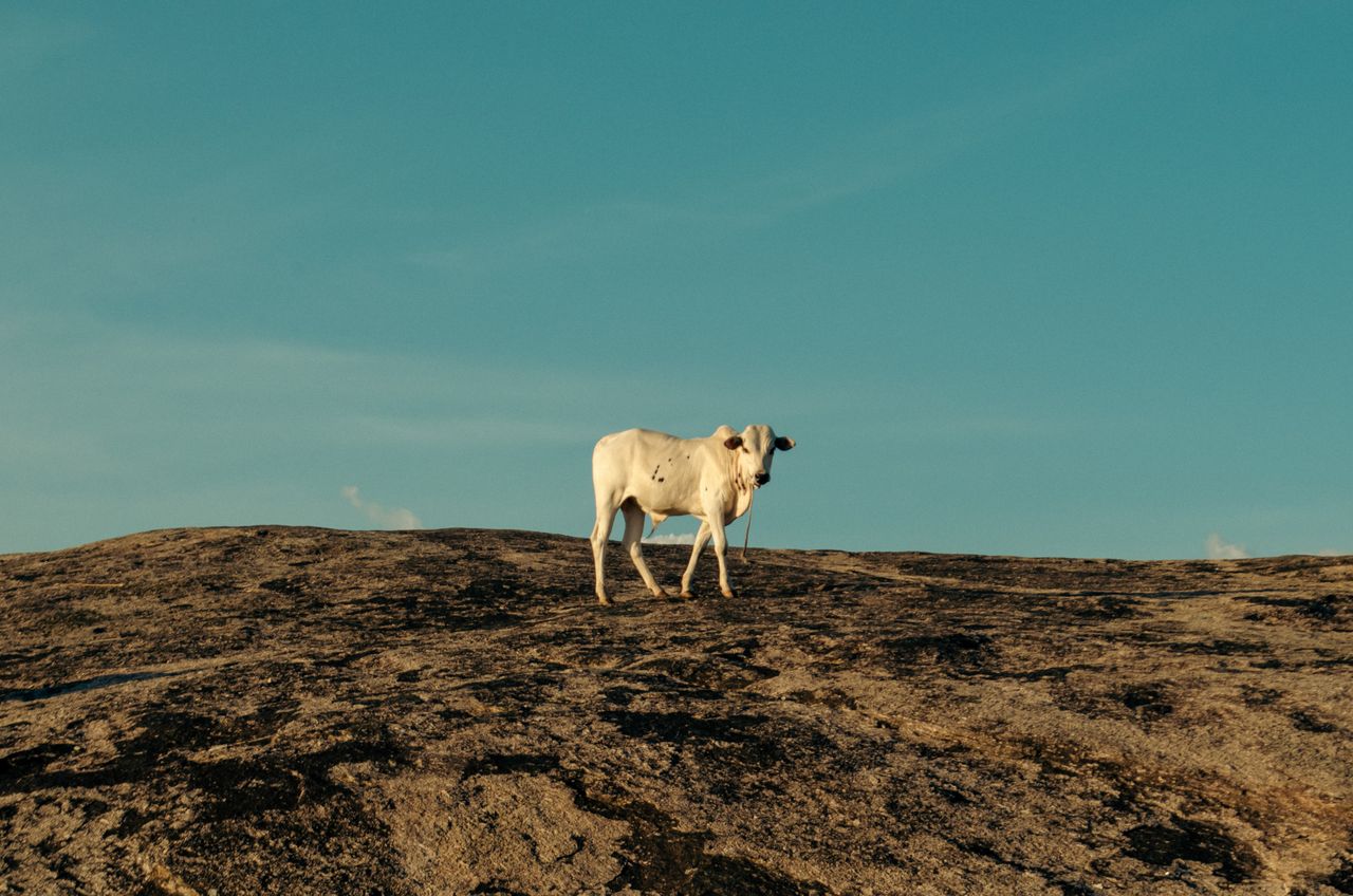 a solitary cow stands on rocky terrain under a clear blue sky in ugand