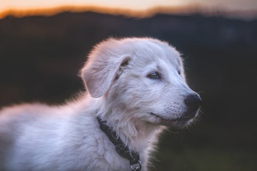 Adorable white puppy with fluffy fur and a collar, captured at sunset outdoors.