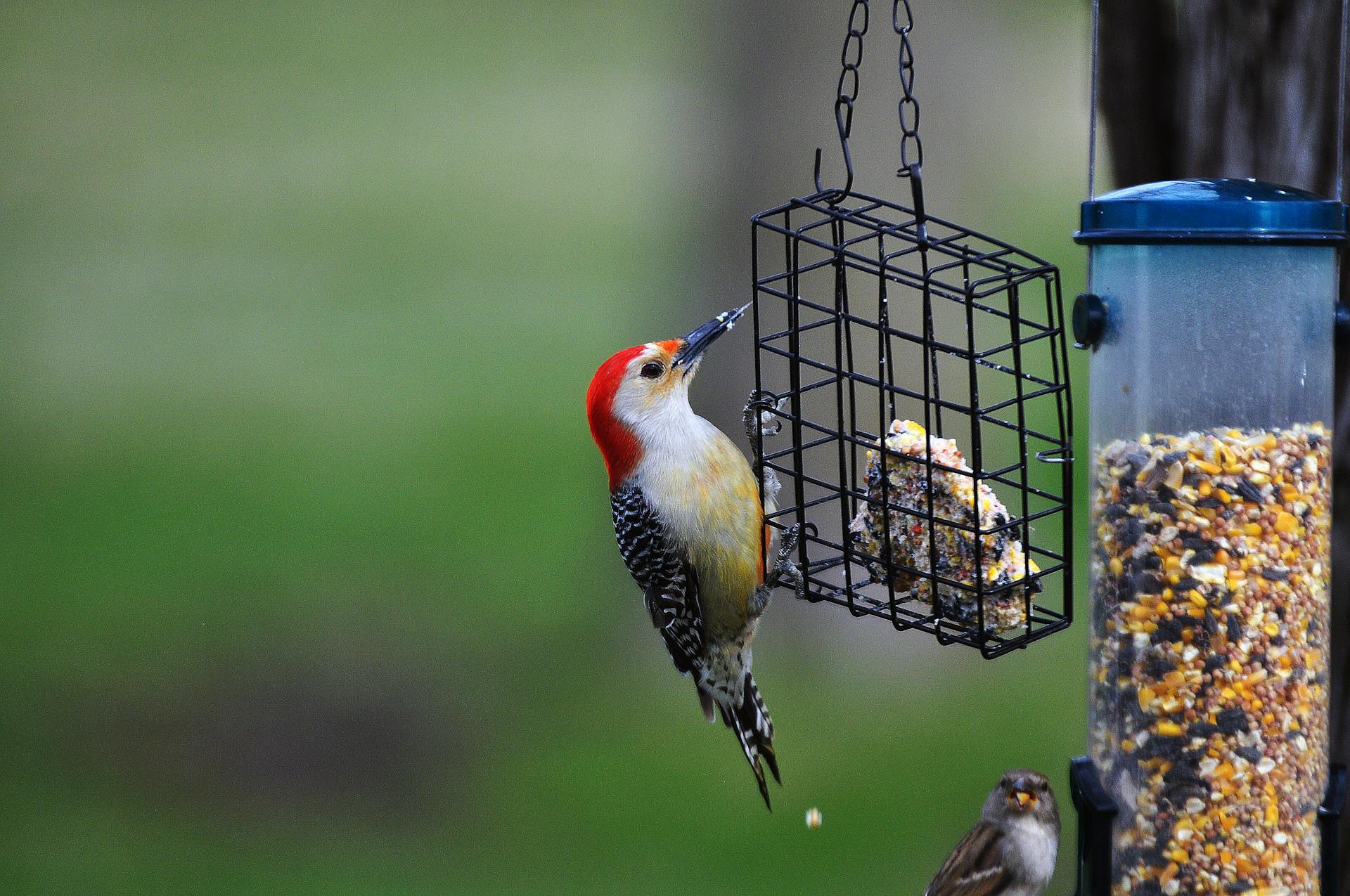 Red-bellied Woodpecker Feeding on Bird Feeder