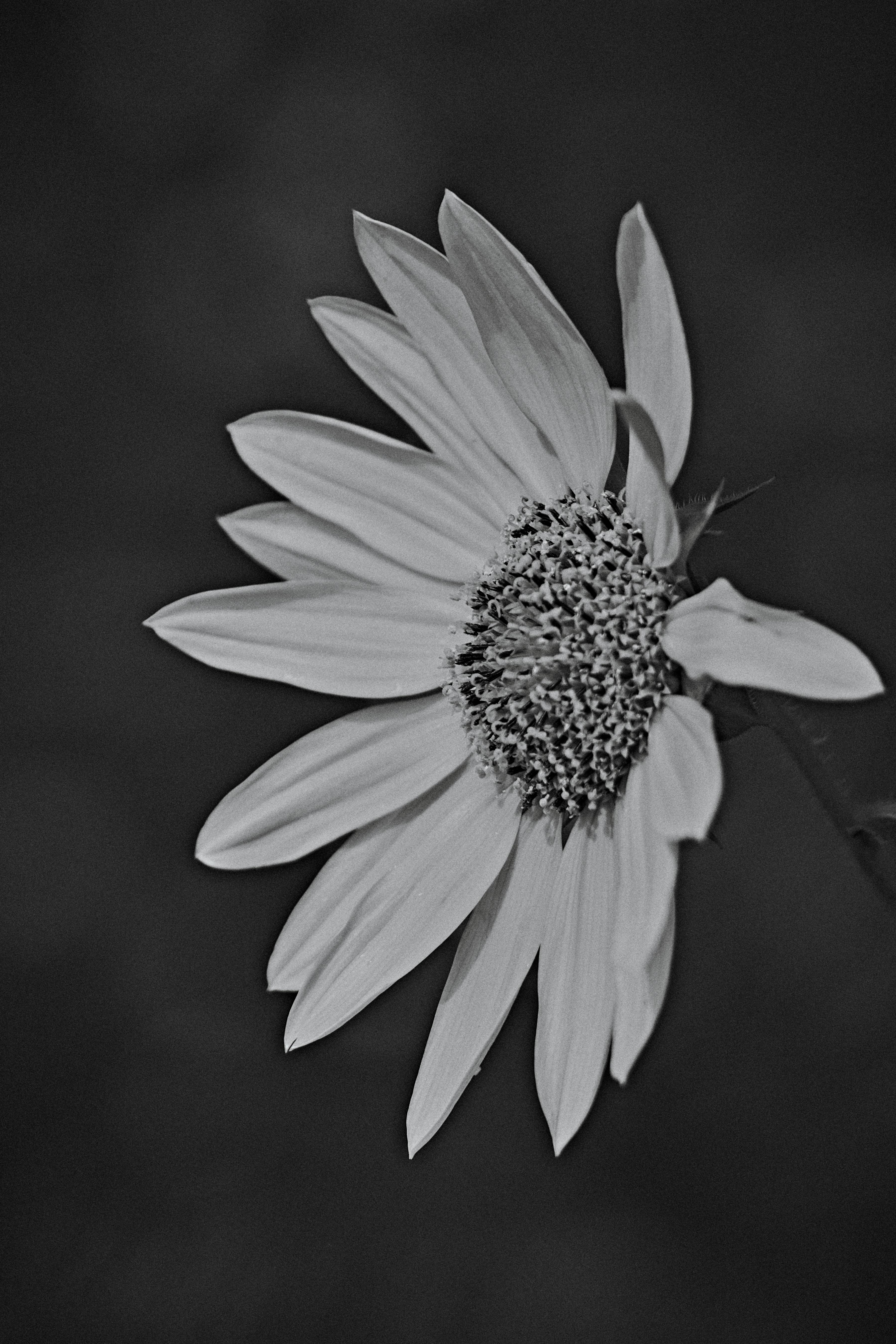 Elegant monochrome sunflower with detailed petal structure and dark backdrop offers a striking contrast.