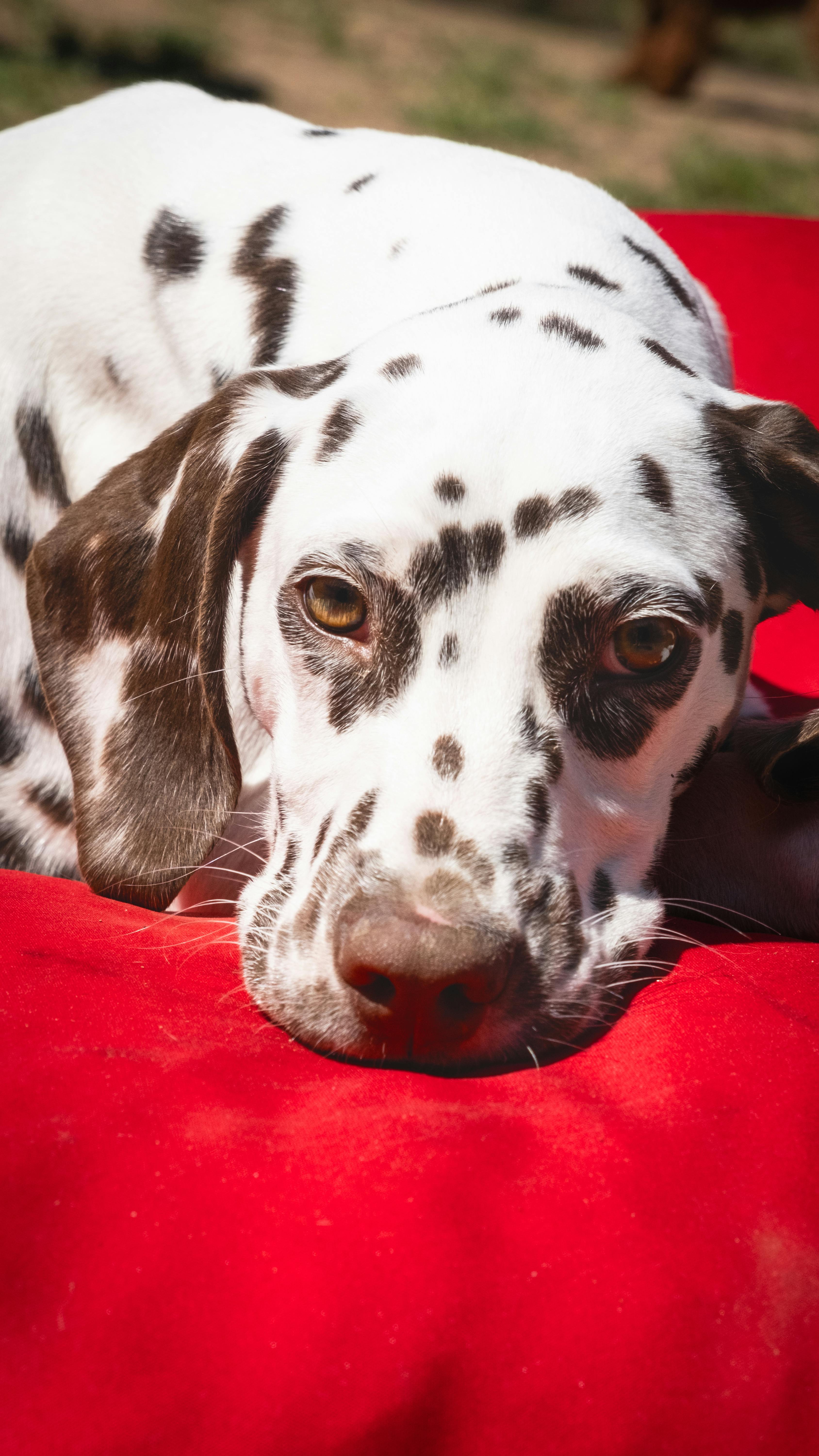 Why Do Certain Breeds Have Wetter Noses? The Fascinating Genetics of Canine Noses