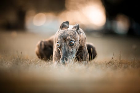 Greyhound dog lying on grass, looking intently under warm light.