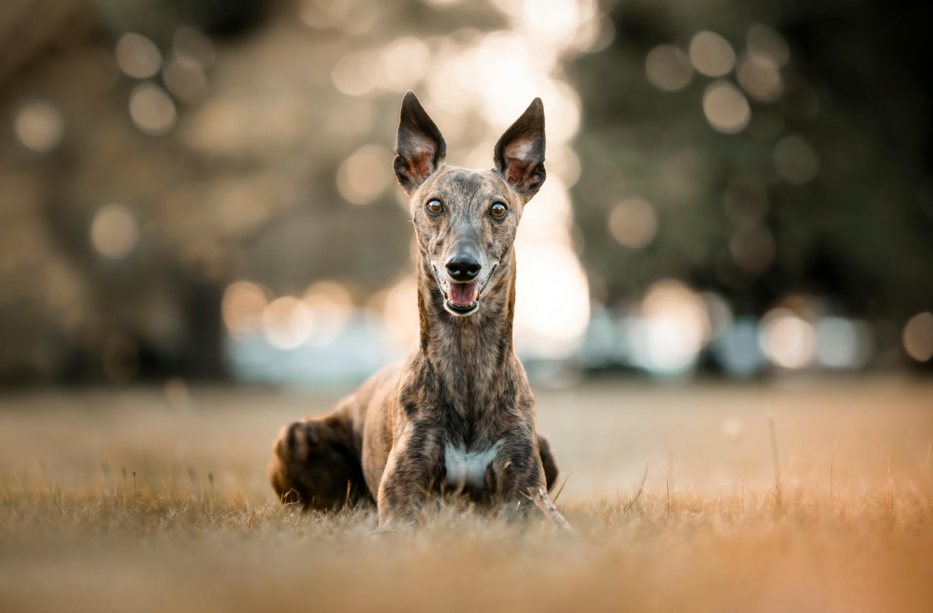 Lycklig Greyhound som ligger i Sunny Park