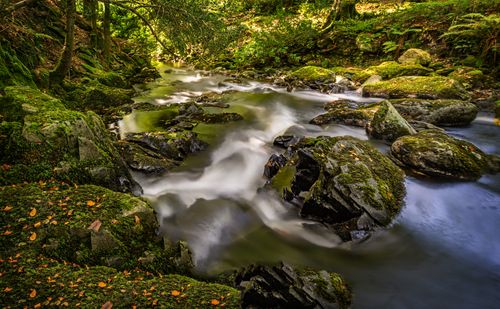Free Serene forest stream flowing over moss-covered rocks in tranquil nature setting. Stock Photo