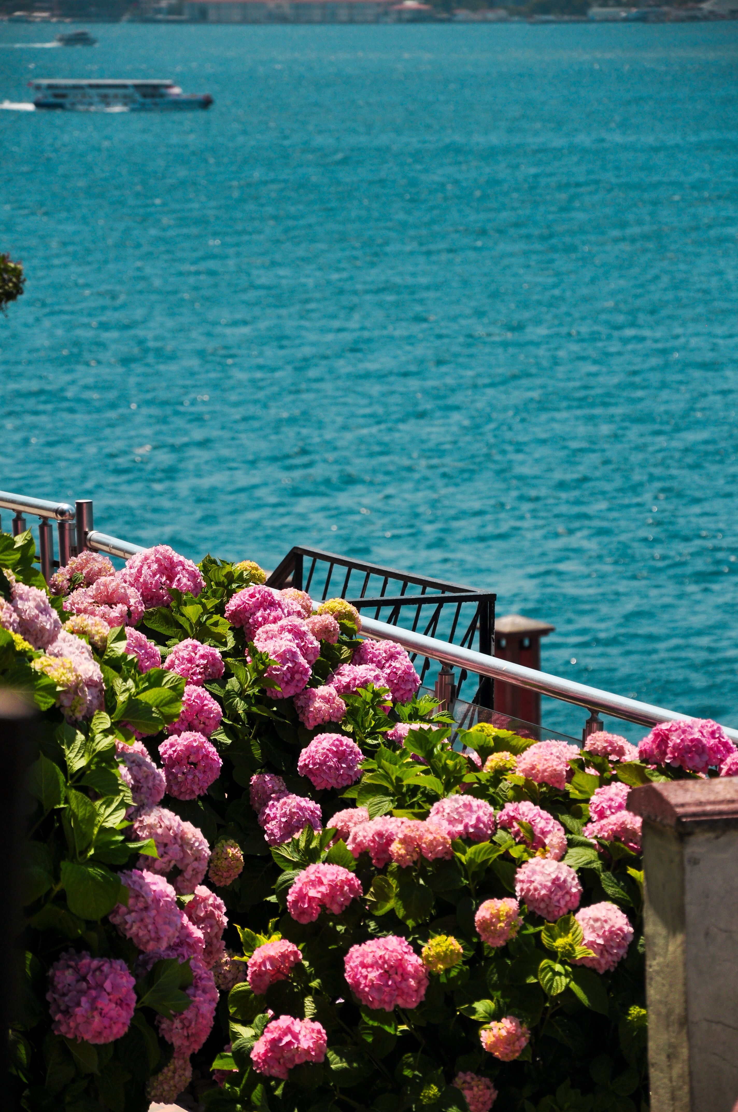 Breathtaking Hydrangea Garden Overlooking Turquoise Sea · Free Stock Photo