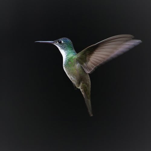 Fotobanka s bezplatnými fotkami na tému bočný pohľad, čierne pozadie, humming bird