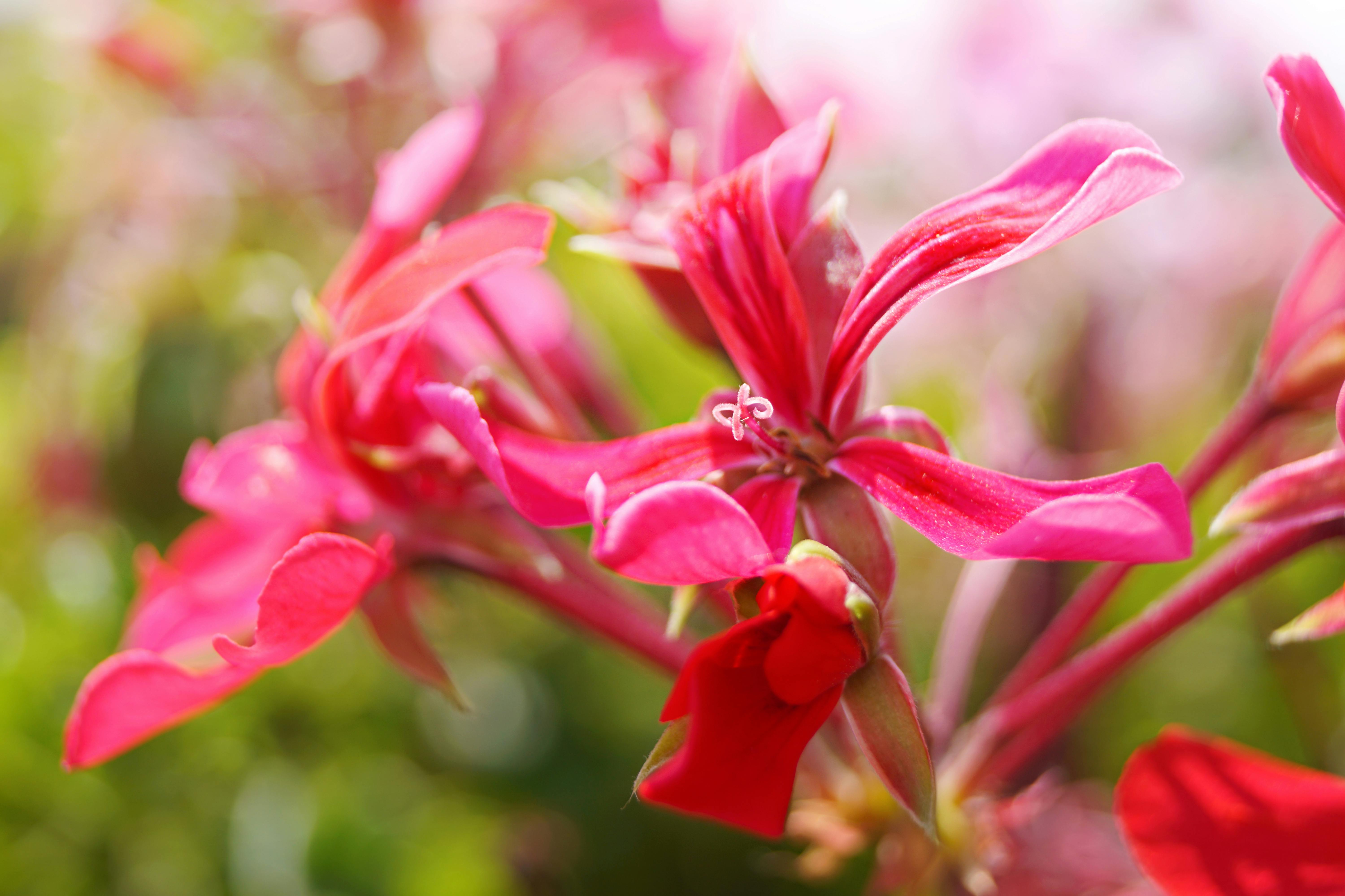 Download Pink And Yellow Mask Free Stock Photo PSD Mockup Templates