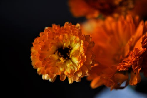 Free stock photo of beautiful flower, calendula, flower Stock Photo