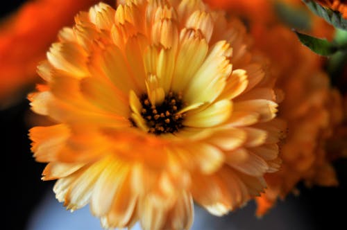 금송화, 금잔화, 아름다운 꽃의 무료 스톡 사진