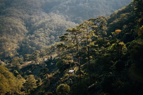 Free Majestic view of a dense forest on a mountainside illuminated by golden sunlight at twilight. Stock Photo