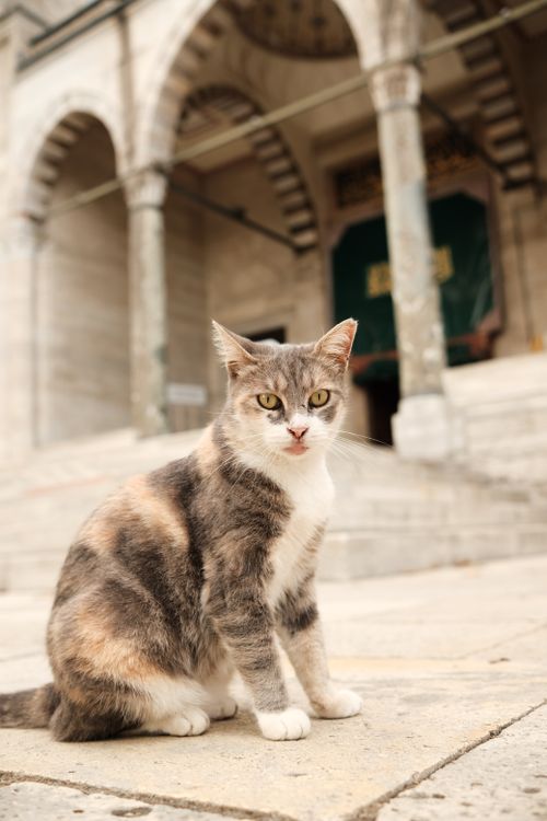 Free A calico cat sits gracefully before historic stone arches, exuding charm. Stock Photo