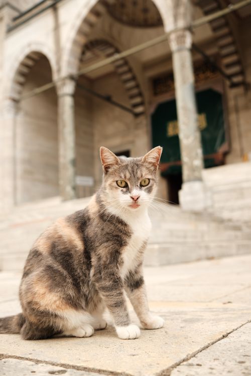 Free A poised cat sits in front of ancient stone architecture. Stock Photo