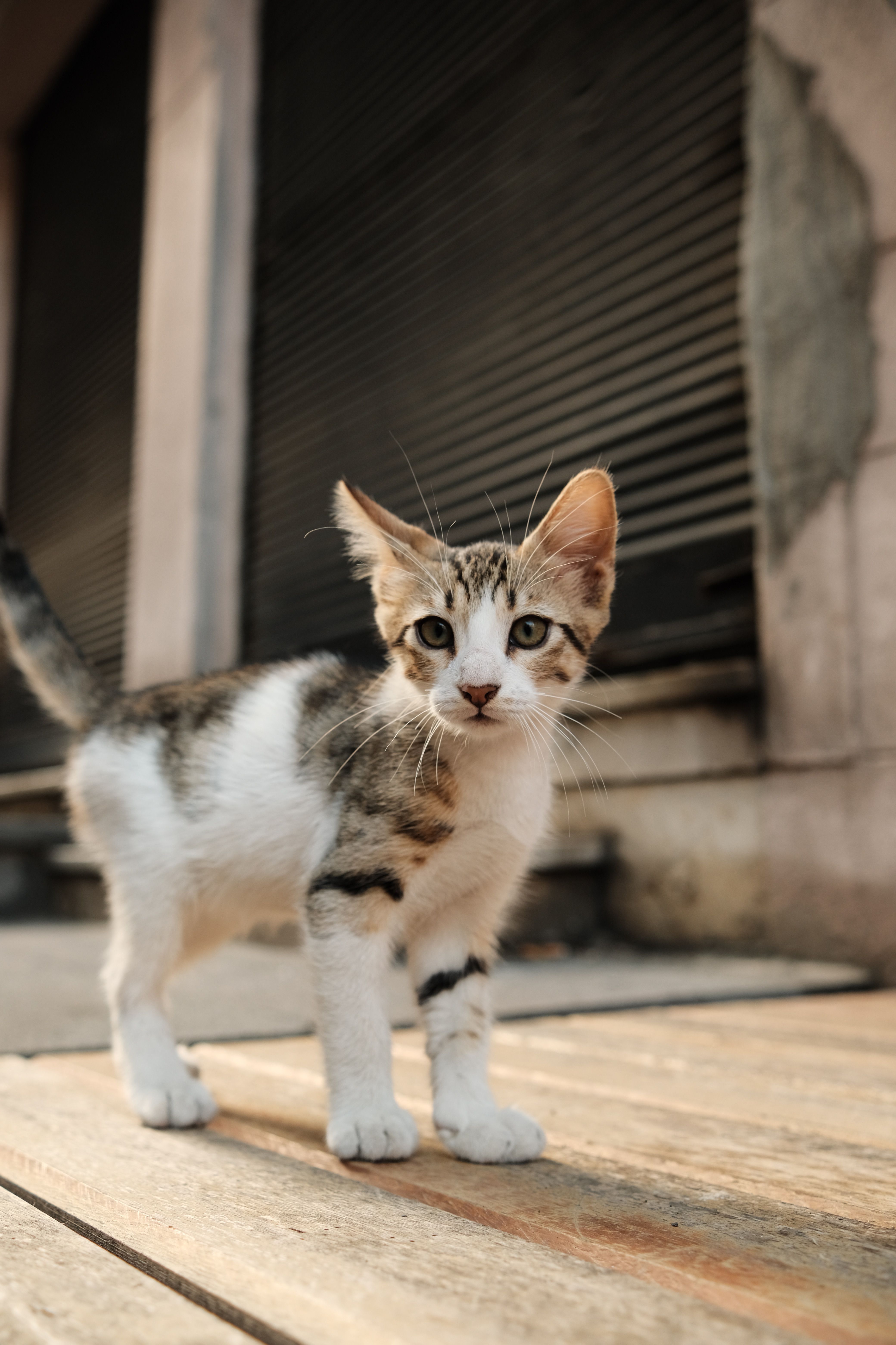 Cute kitten on wooden floor outdoors · Free Stock Photo