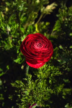Close-up of a vibrant red rose surrounded by lush greenery, showcasing natural beauty and romance.
