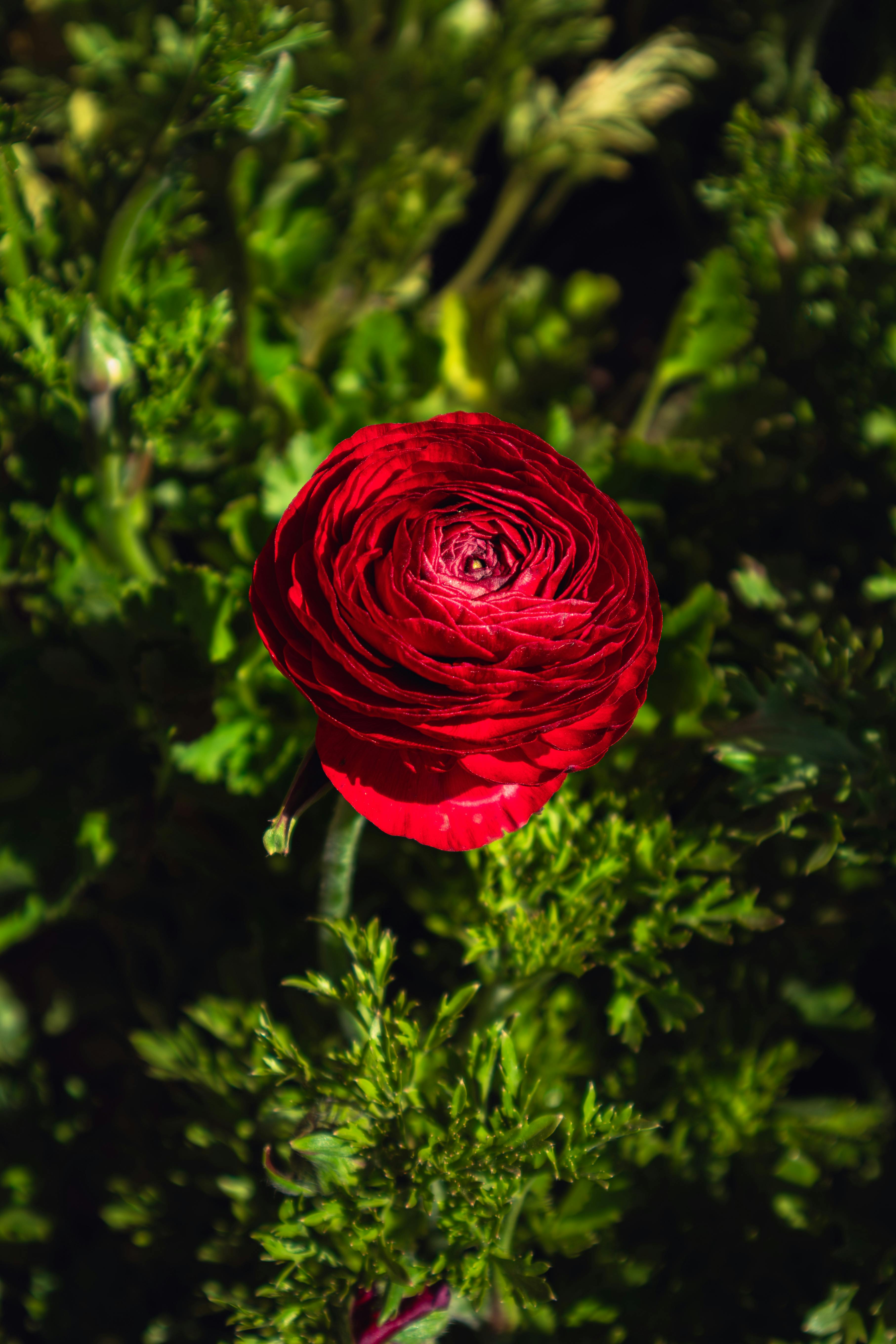Android Love Wallpaper Photos Download The BEST Free Android Love android-love-wallpaper-photos-download-the-best-free-android-love
