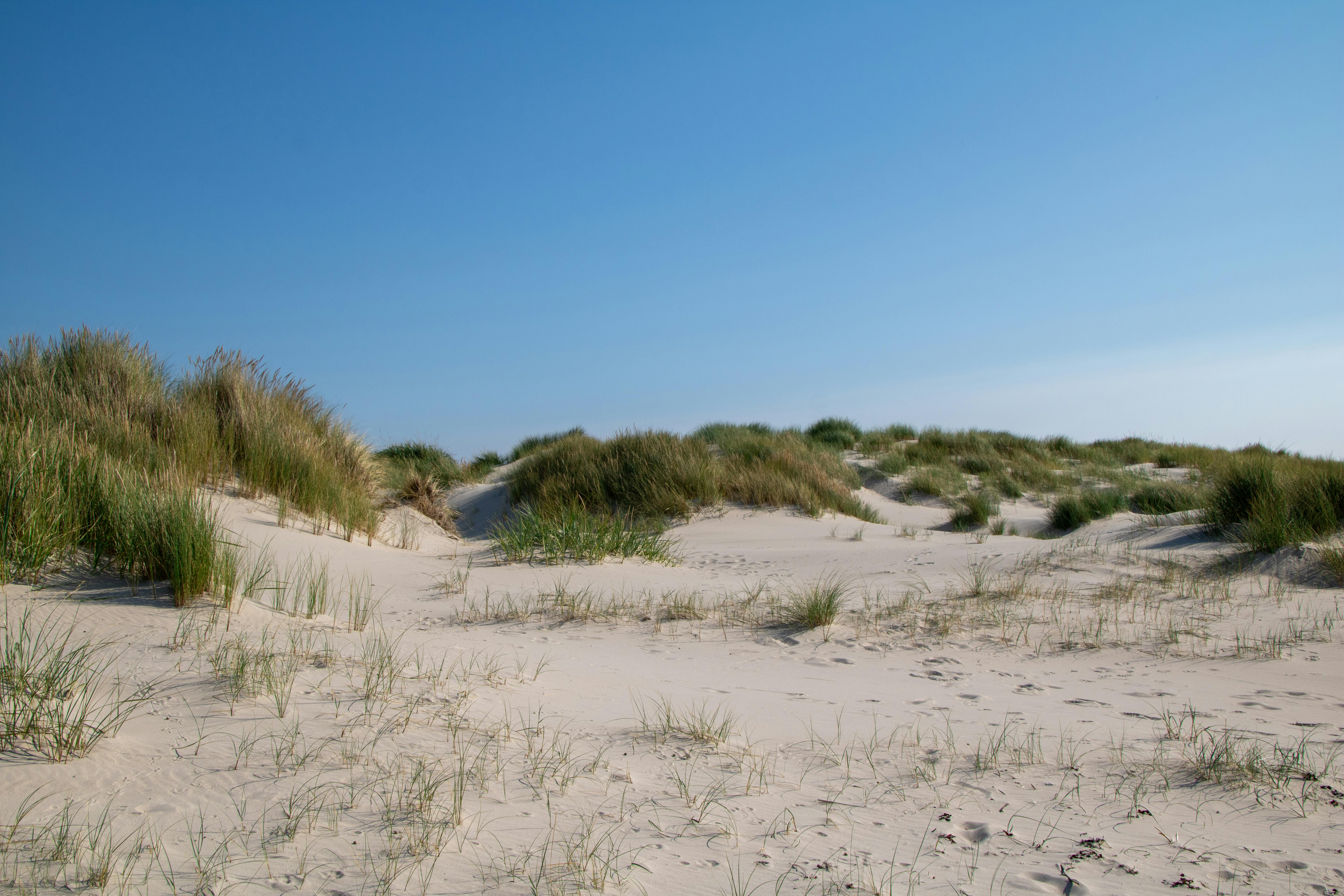 Serene sandy dunes under a vibrant blue sky at Amrum beach, perfect for nature and travel themes.