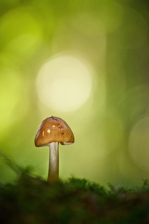 Free Single brown mushroom in a serene green forest setting, focus on fungi details. Stock Photo