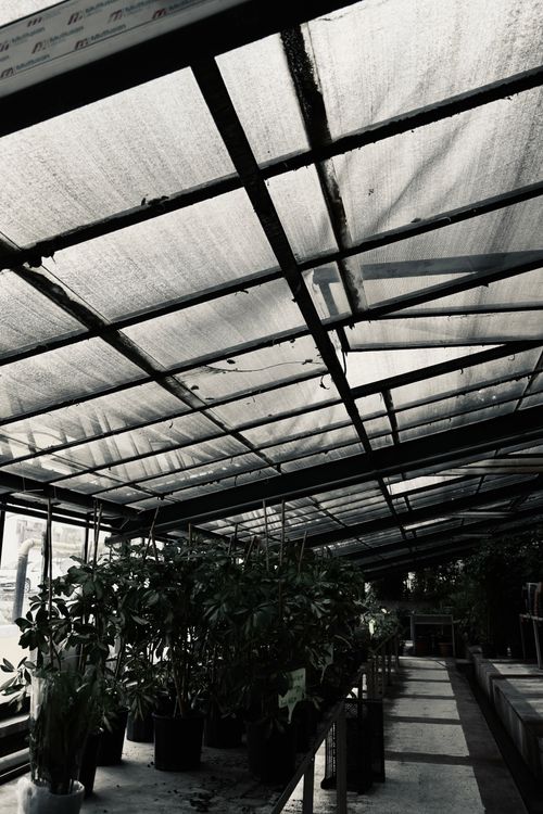 Free stock photo of greenhouse, open nature, outdoor plant Stock Photo