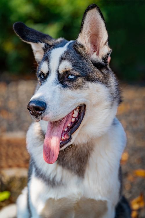 Free Portrait of a playful husky with striking blue eyes and thick fur captured outdoors. Stock Photo