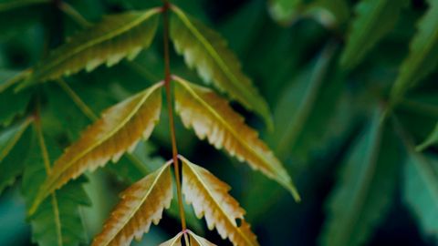 Detailed shot of neem tree leaves showcasing green and brown hues in their natural ambiance.