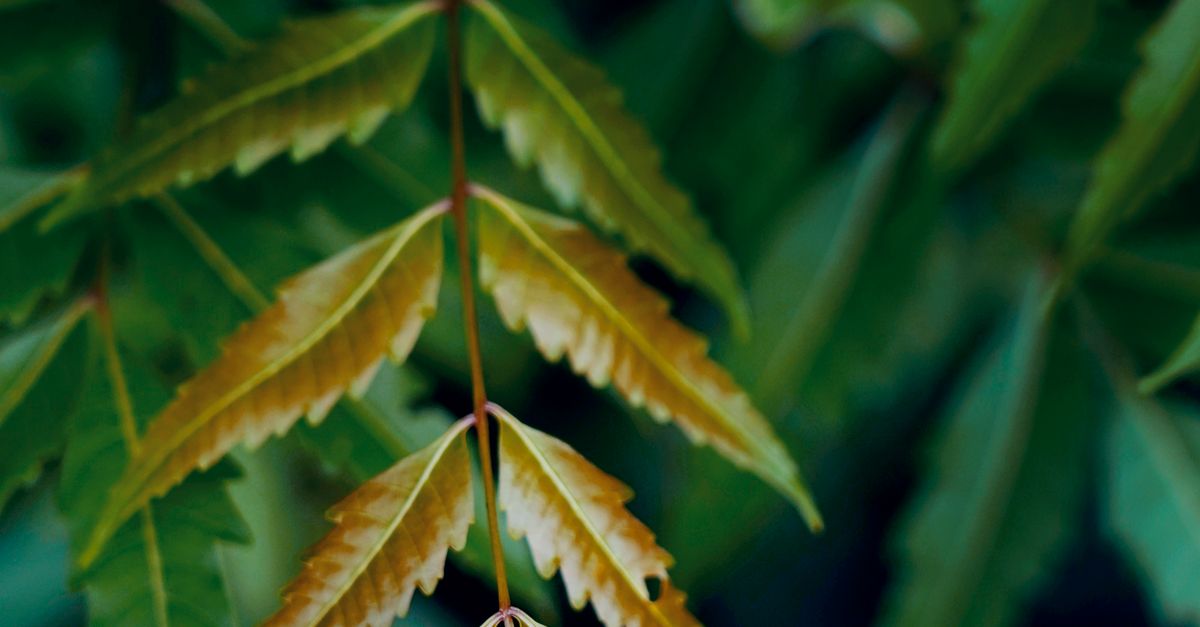 Close-up of Neem Tree Leaves in Natural Ambiance · Free Stock Photo