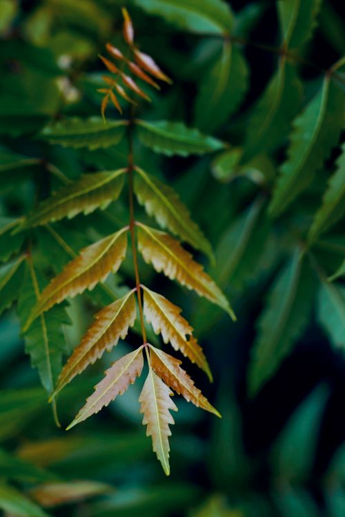 Close-up of Neem Tree Leaves in Natural Ambiance · Free Stock Photo