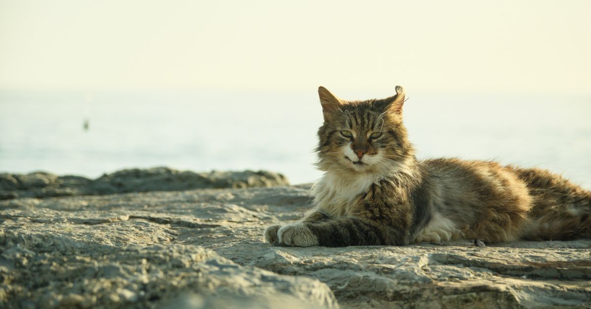 Why Your Cat Is Ignoring You (And The Overlooked Reasons That Actually Matter)