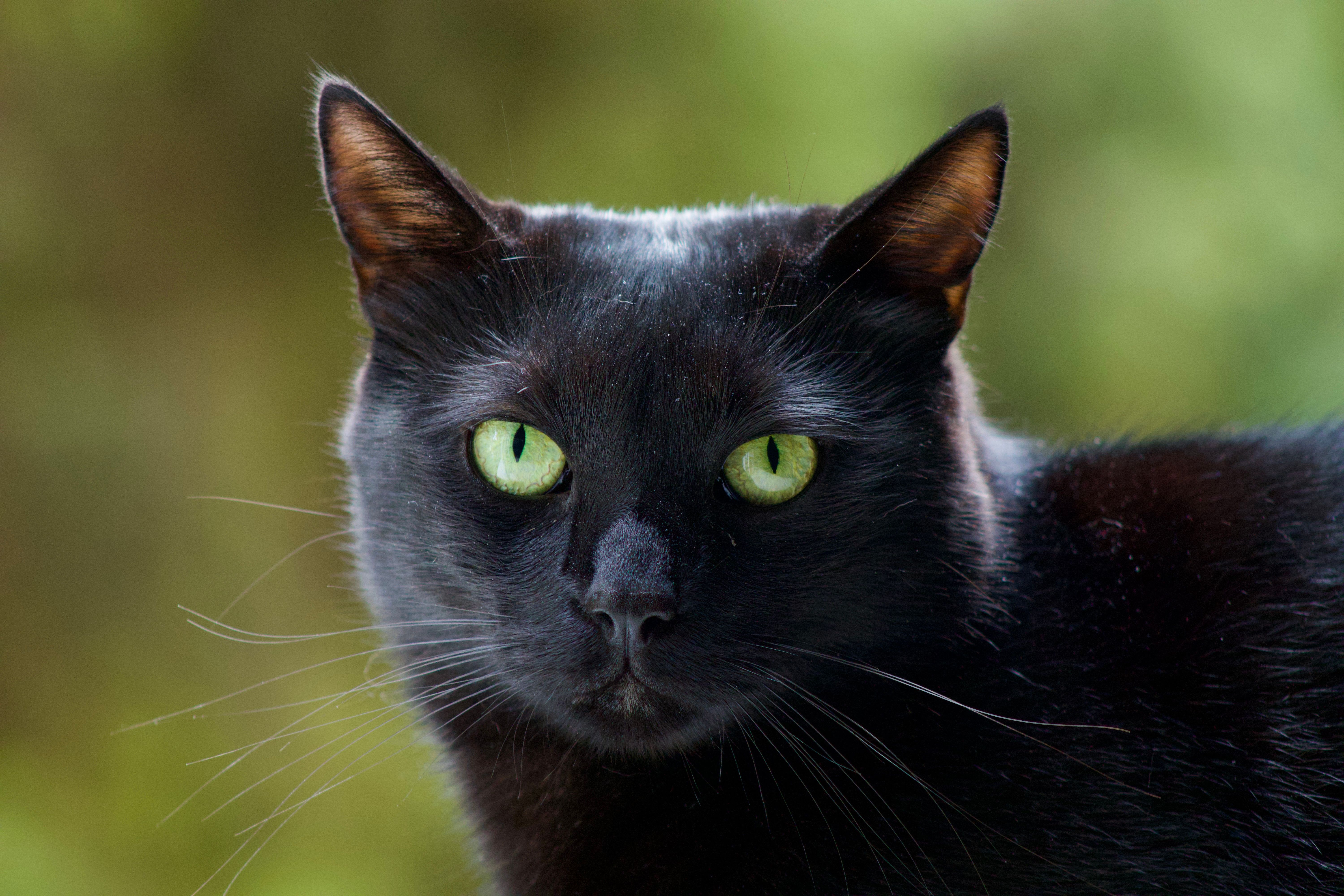 Veterinary care for a cat