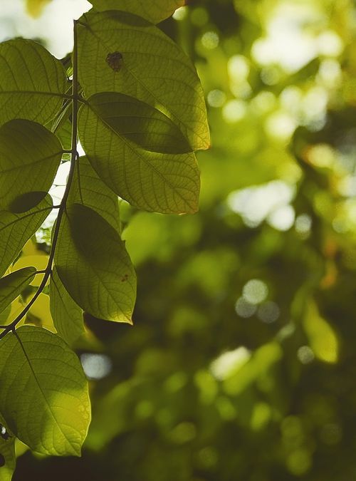 Free Vibrant green leaves captured in natural daylight, showcasing nature's beauty and tranquility. Stock Photo