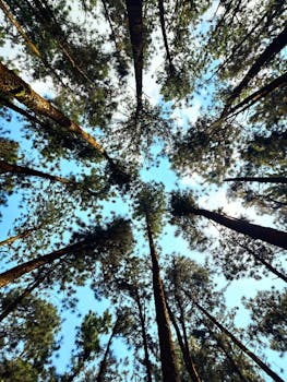 Looking up at towering pine trees set against a clear blue sky in Vagamon, India.