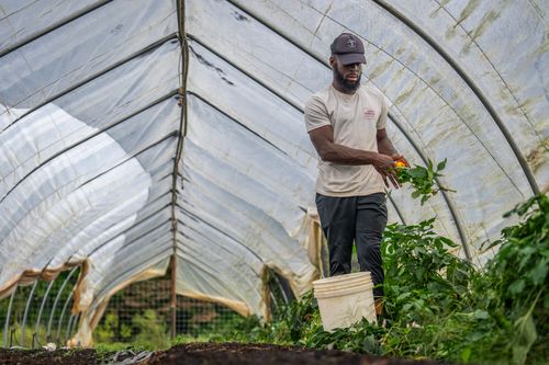 Free A farmer harvesting vegetables from plants inside a greenhouse, showcasing farming techniques. Stock Photo