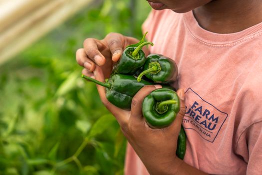 Fresh pepper Capsicum organic (Red)