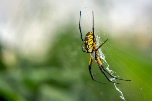 Free A striking black and yellow garden spider sits elegantly in its web against a blurred green background. Stock Photo