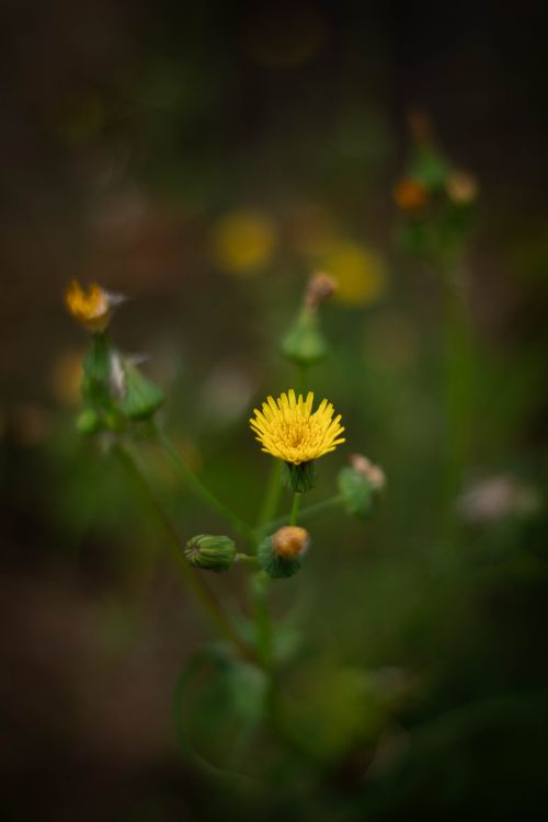 Free Delicate yellow wildflower blooming in natural lush greenery with soft focus background. Stock Photo