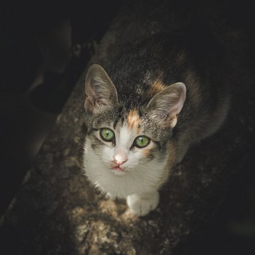 Free Adorable tabby kitten with green eyes gazes up in an outdoor setting, exuding curiosity and charm. Stock Photo