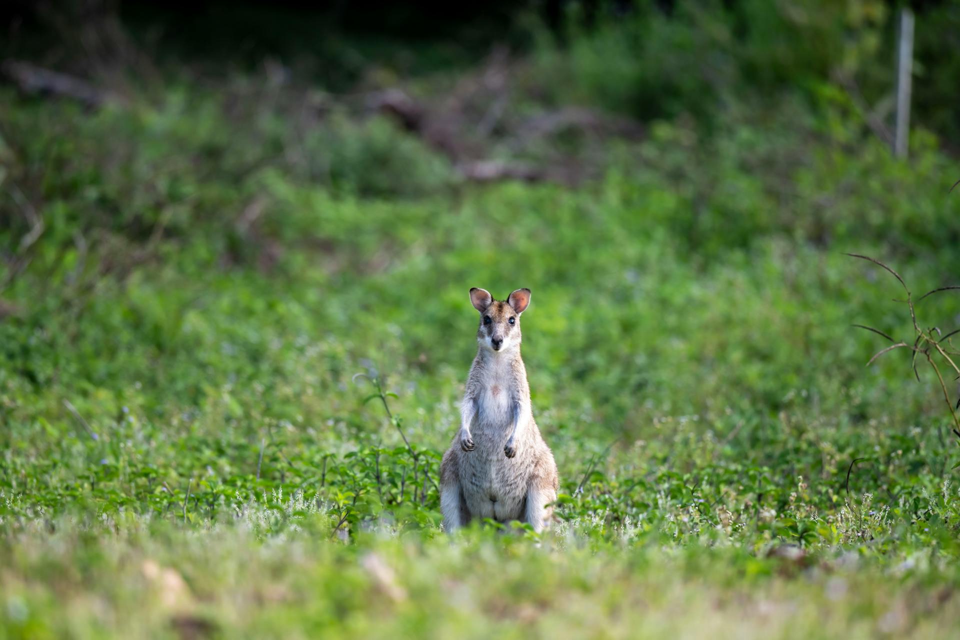 Kangaroo Standing in Lush Green Australian Landscape