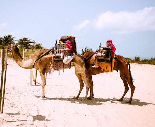 People Riding Camels