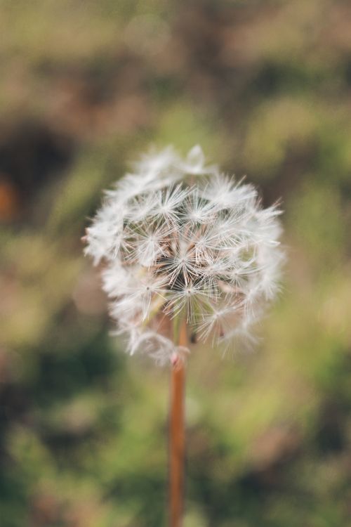 Free Delicate dandelion seed head with selective focus, captured outdoors in a natural setting. Stock Photo