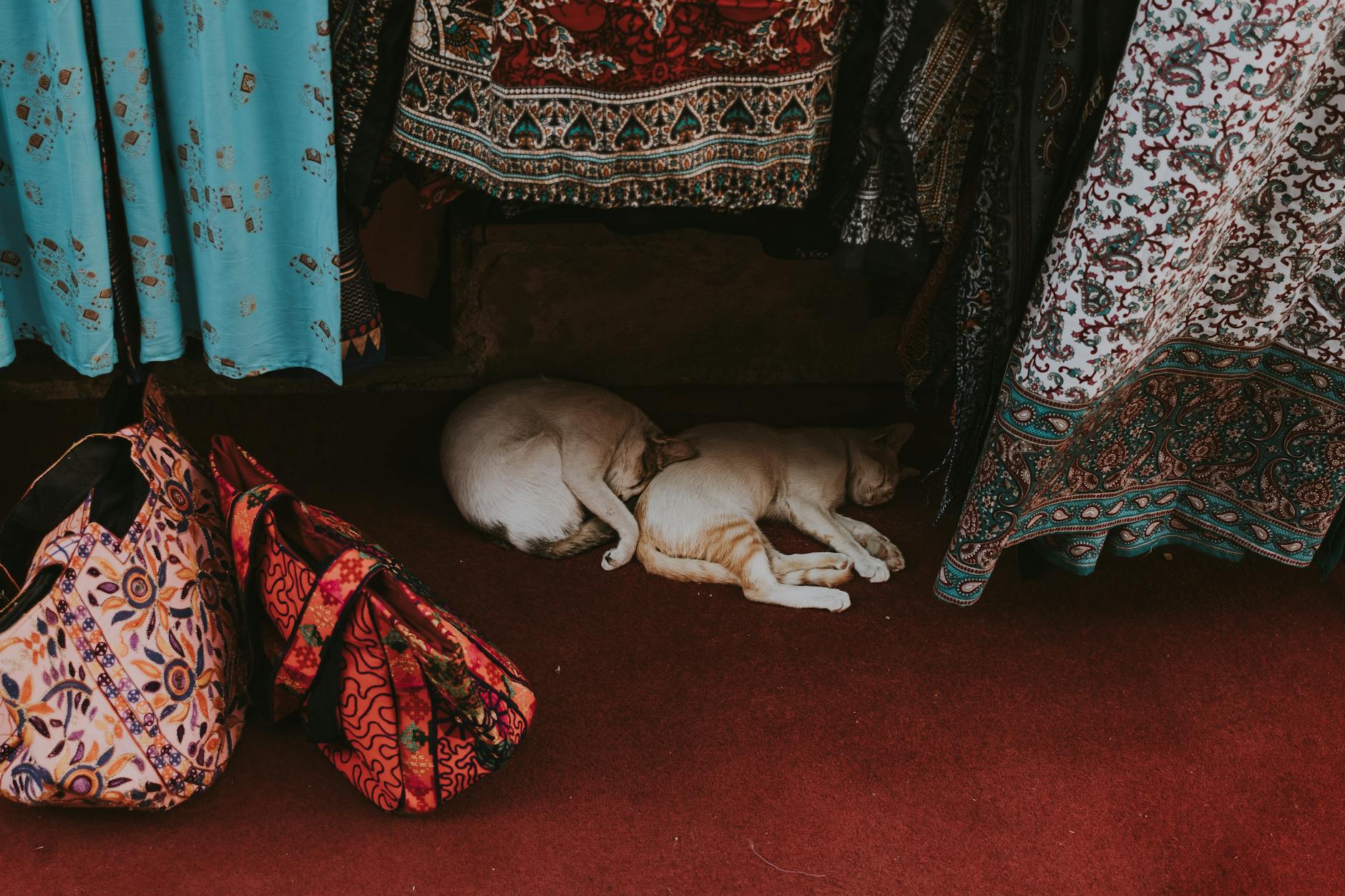 Cats resting among colorful textiles in a traditional Dubai market.