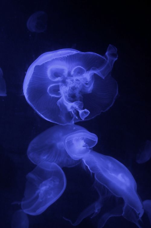 Bioluminescent Jellyfish in Deep Sea · Free Stock Photo