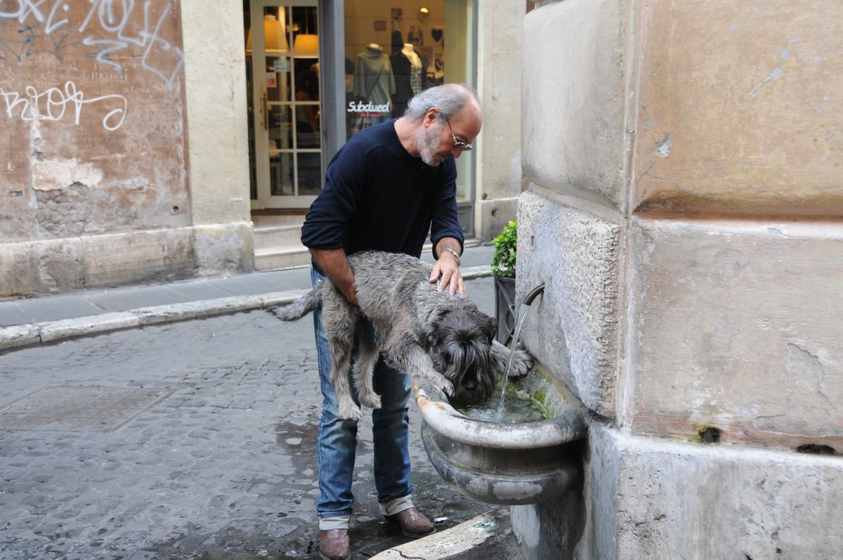 Hund trinkt Wasser